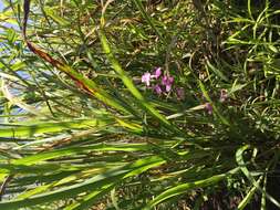 Image of purple witchweed