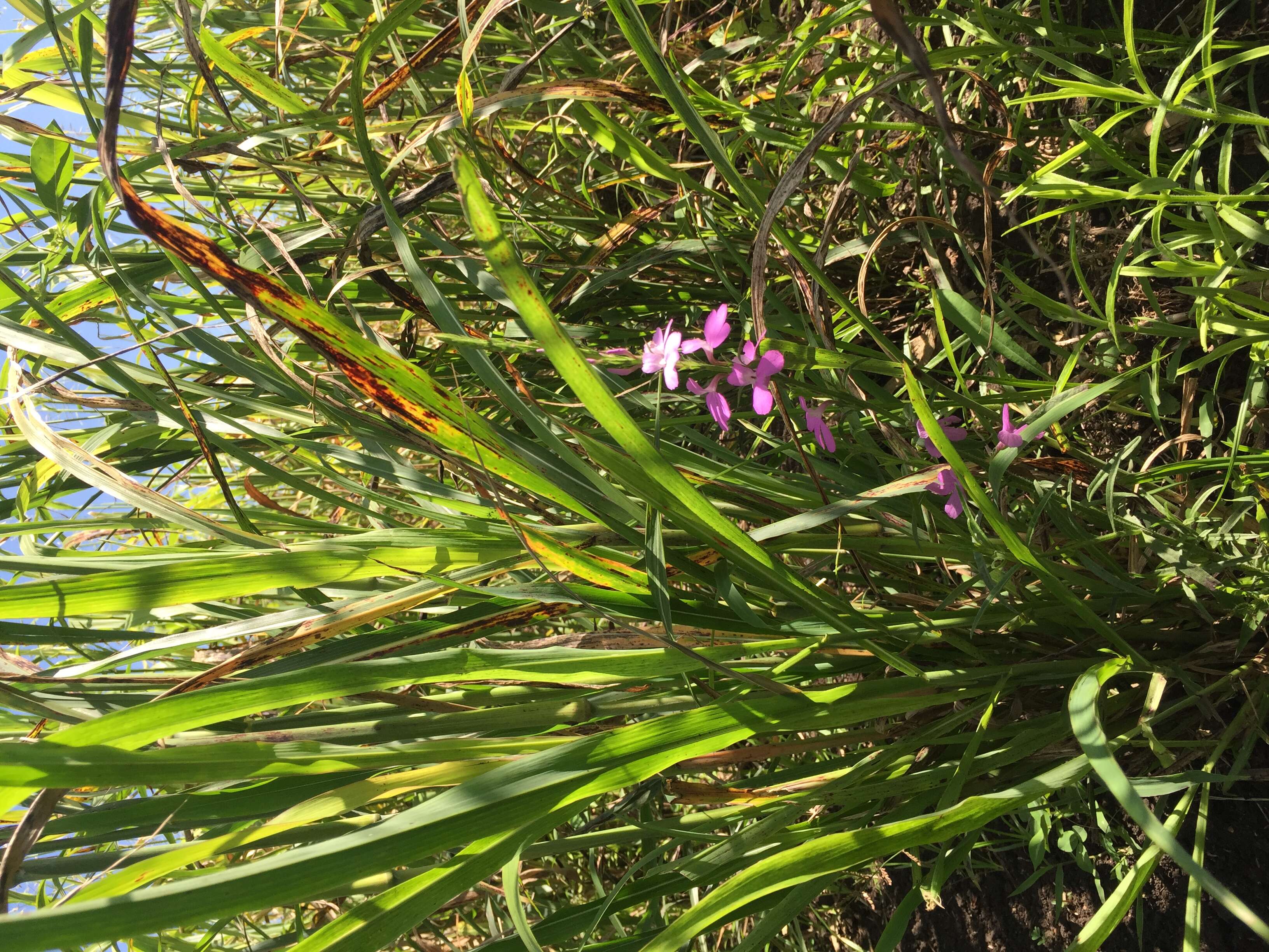 Image of purple witchweed