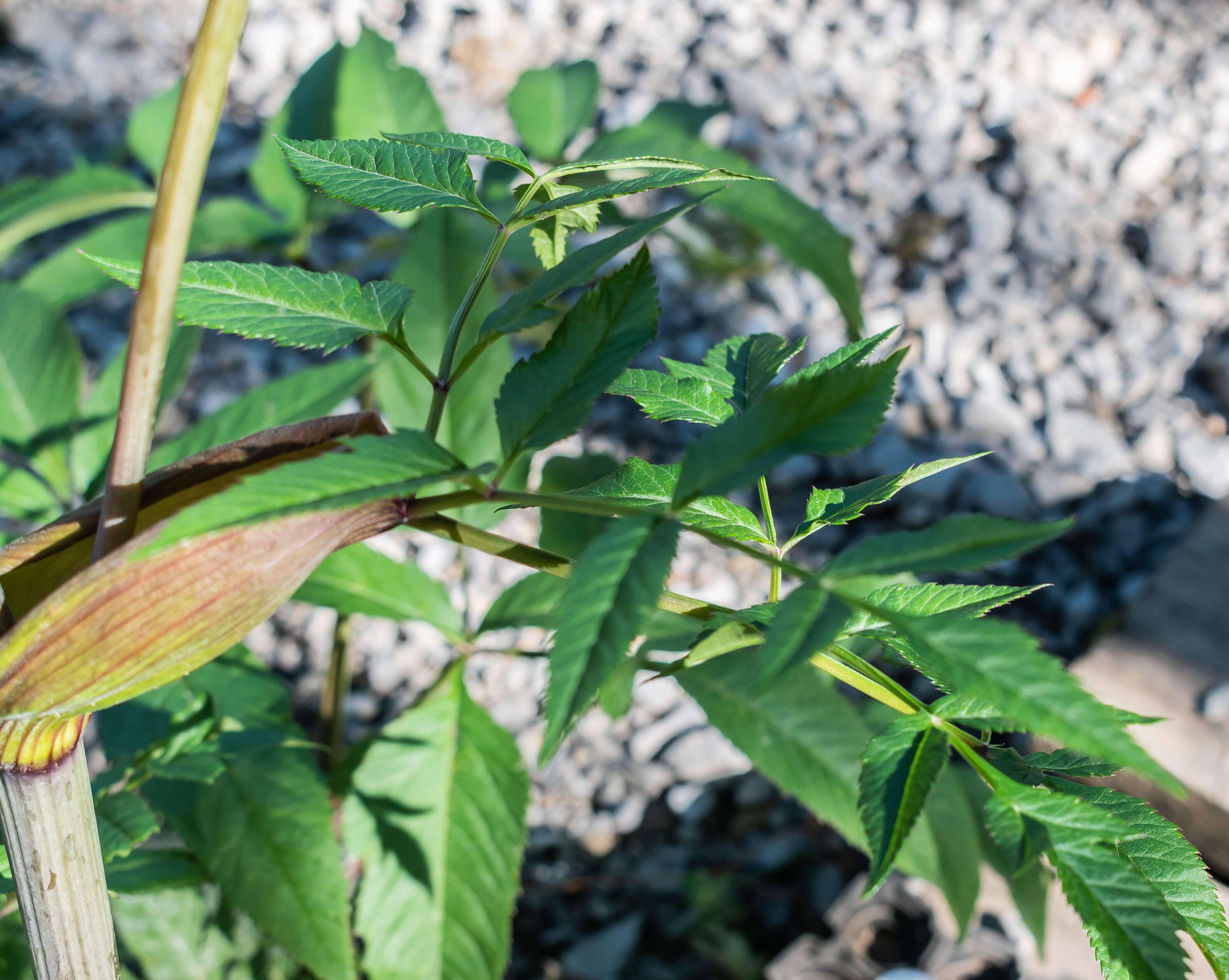 Image of wild angelica