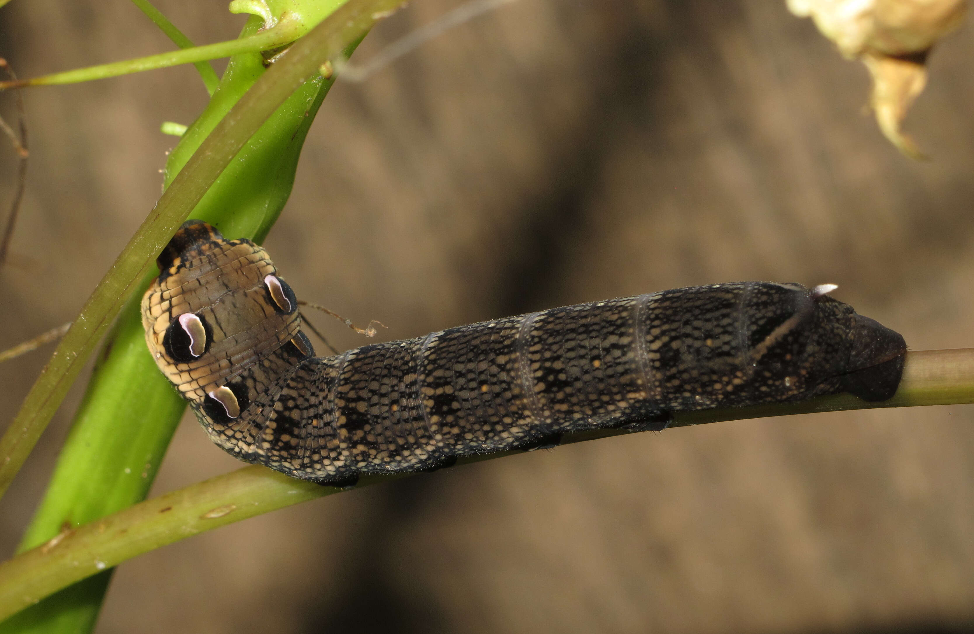 Image of elephant hawk-moth