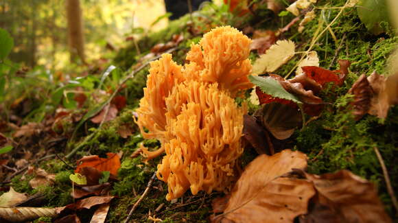 Ramaria formosa (Pers.) Quél. 1888 resmi