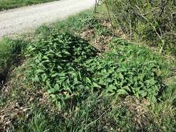 Image de Phlomoides tuberosa (L.) Moench