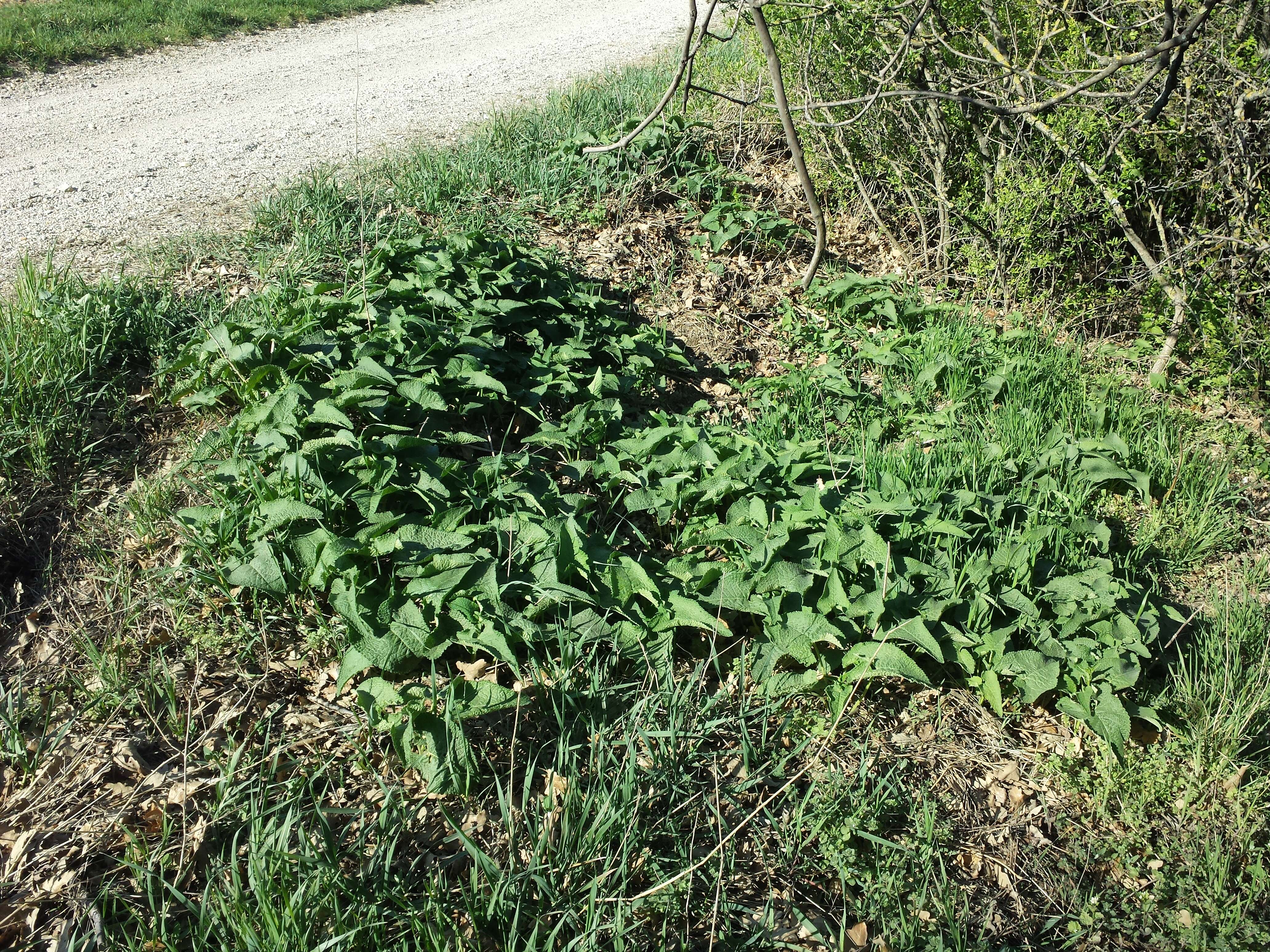 Image de Phlomoides tuberosa (L.) Moench