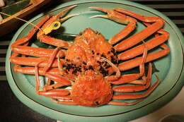 Image of Snow Crab