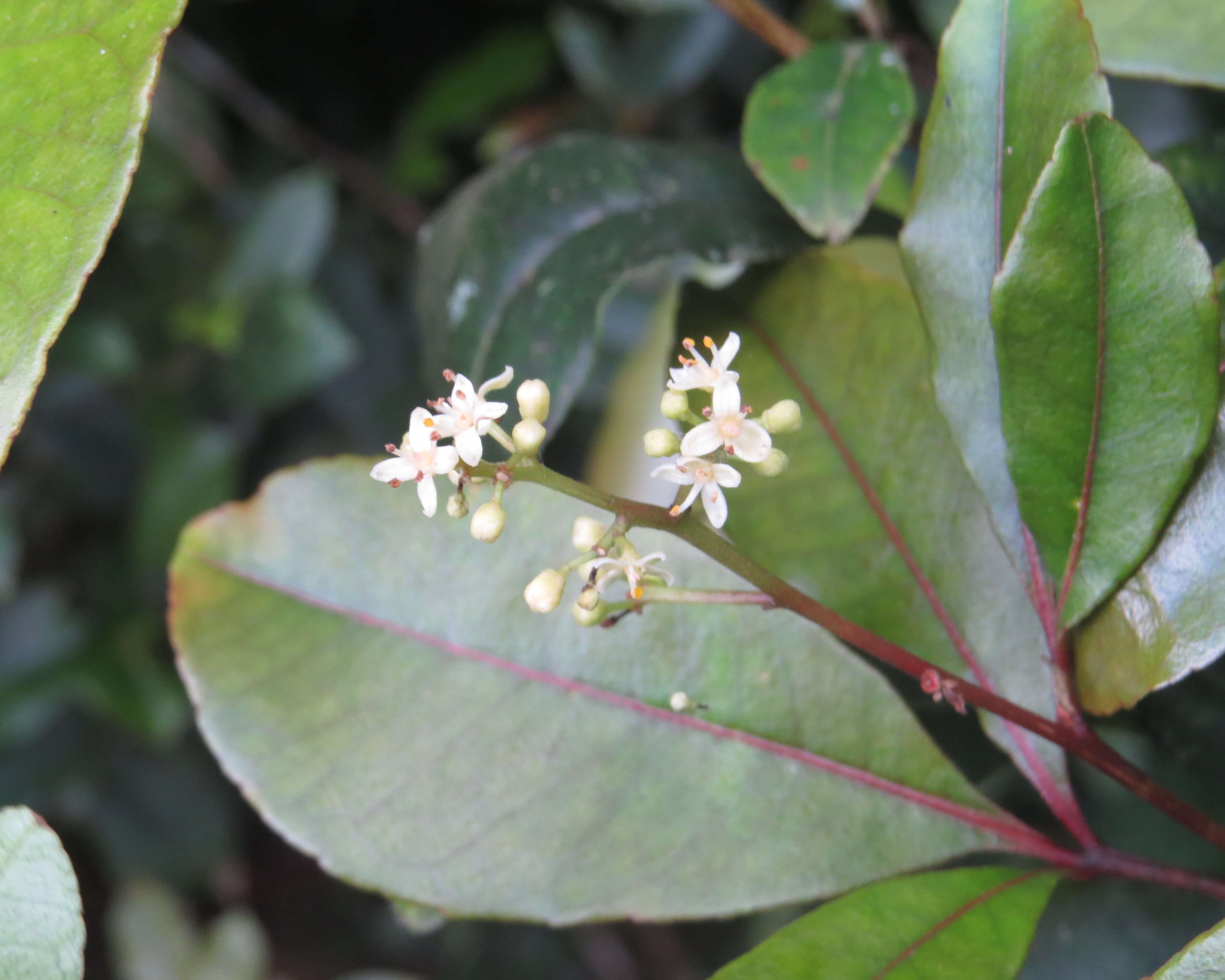 Image de Zanthoxylum ovalifolium Wight