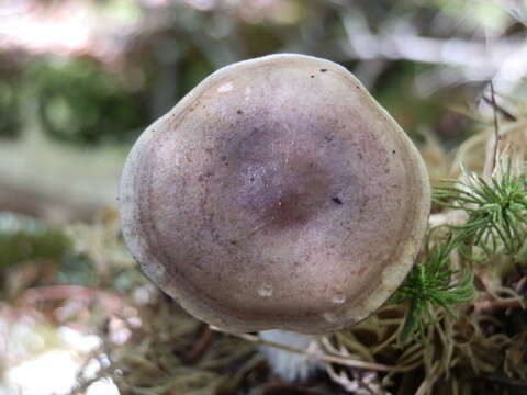 Image of Lactarius uvidus (Fr.) Fr. 1838