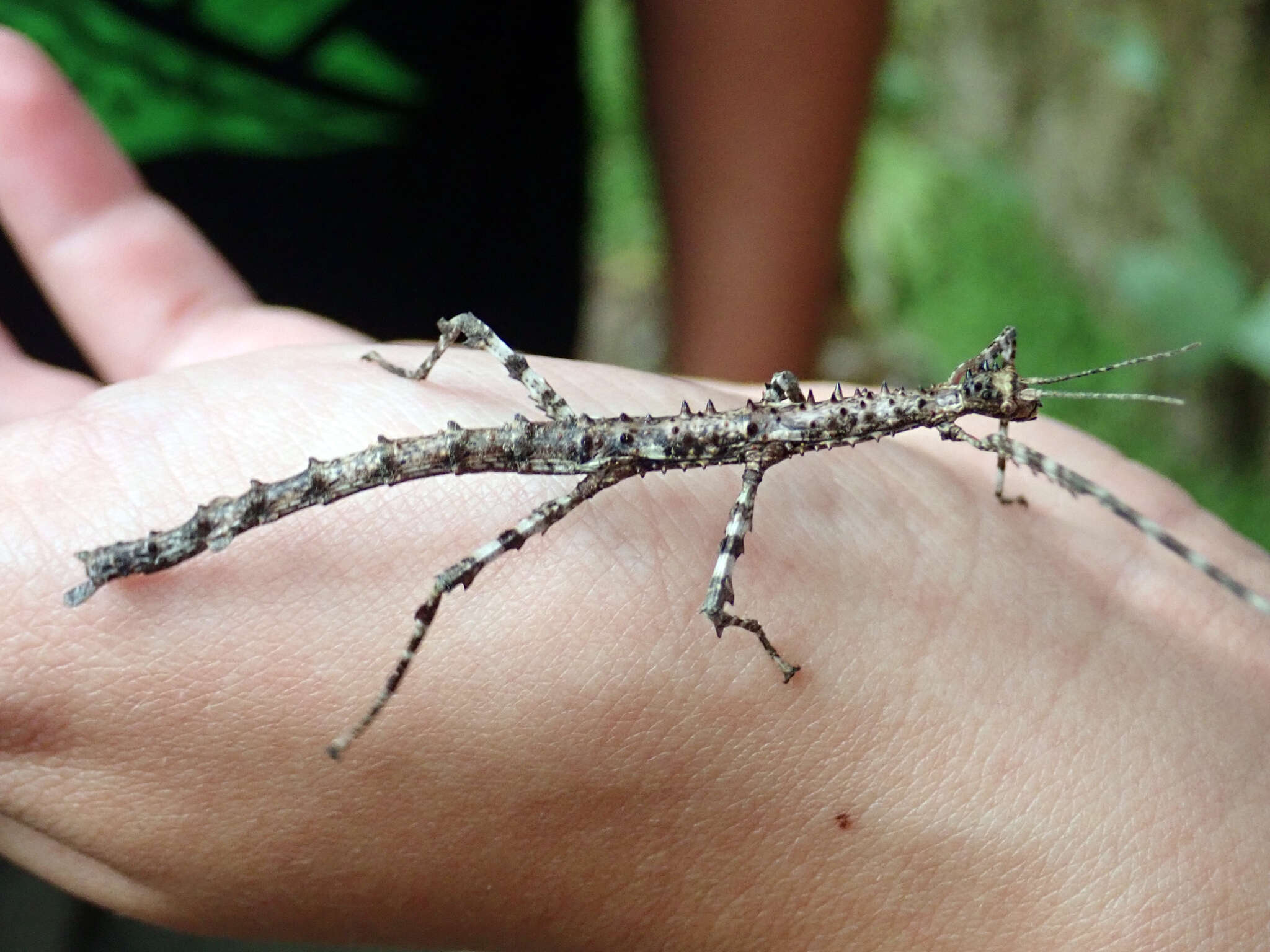 Image of Acanthoxyla prasina (Westwood 1859)