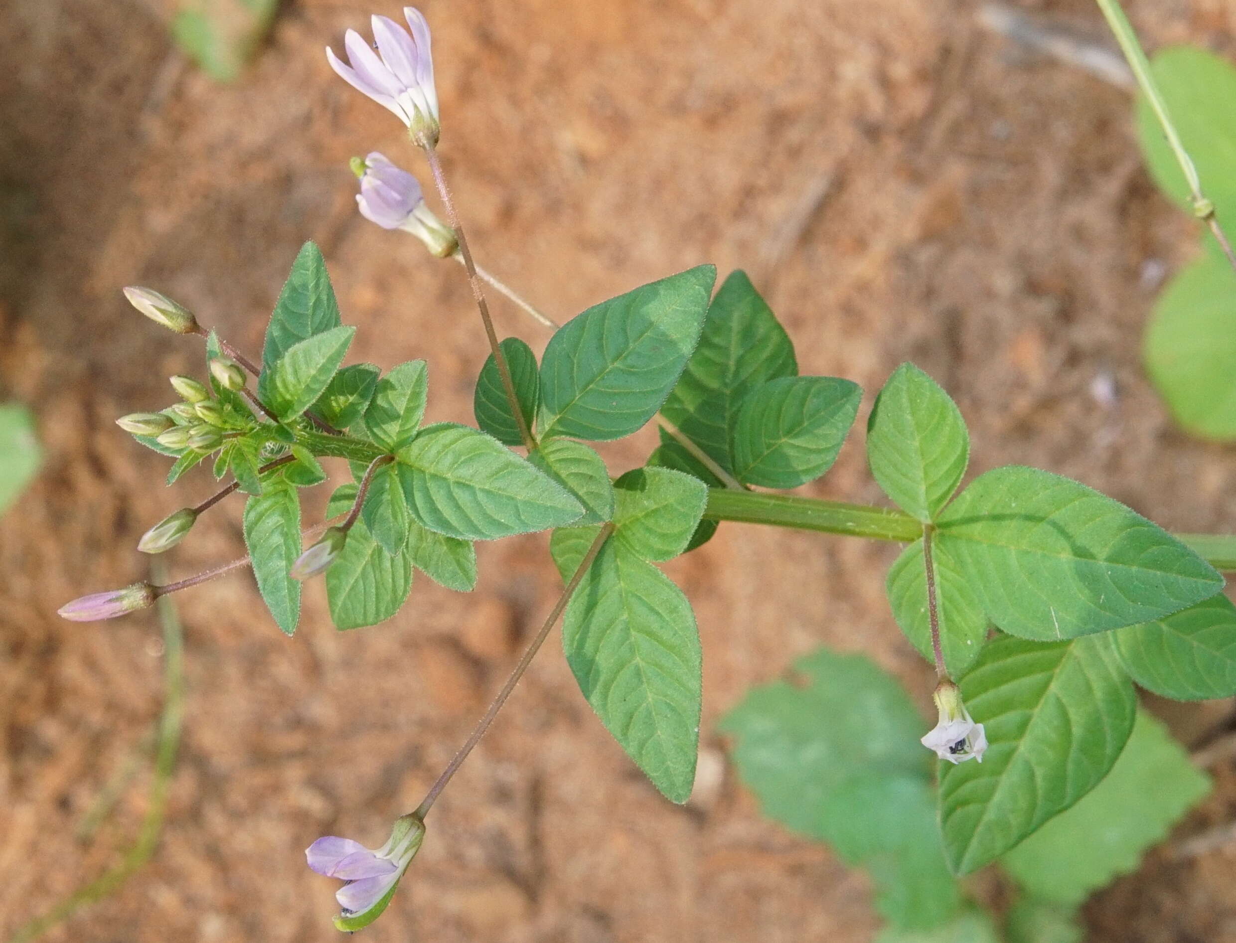 Imagem de Sieruela rutidosperma (DC.) Roalson & J. C. Hall