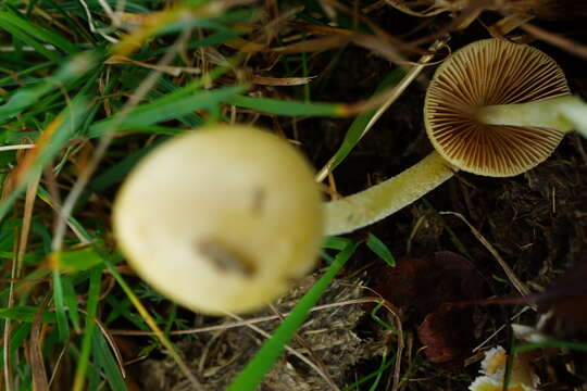 Image of Yellow Fieldcap