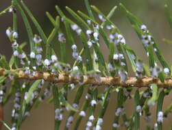 Image of Cooley Spruce Gall Adelgid