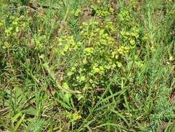 Image of Cypress Spurge