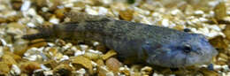 Image of Skilletfish