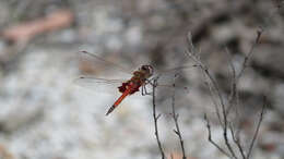 Image of Common Glider