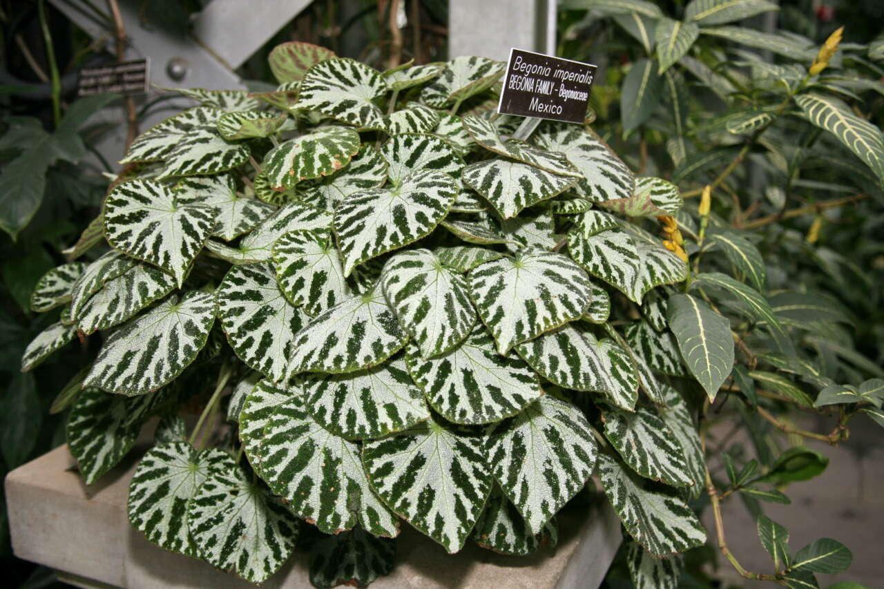 Слика од Begonia imperialis Lem.