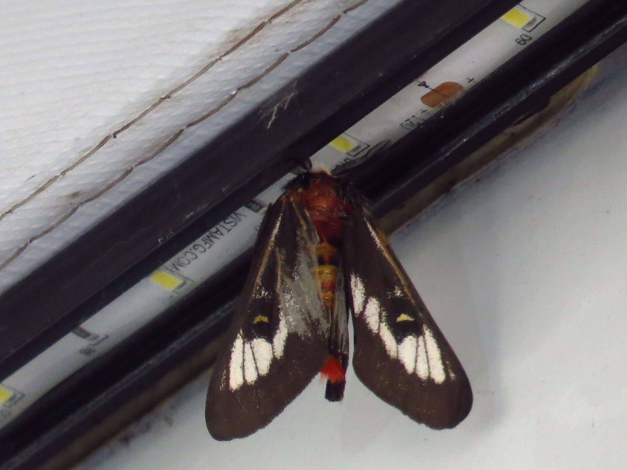 Image of Juno Buck Moth