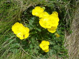 Image of Ranunculus montanus Willd.