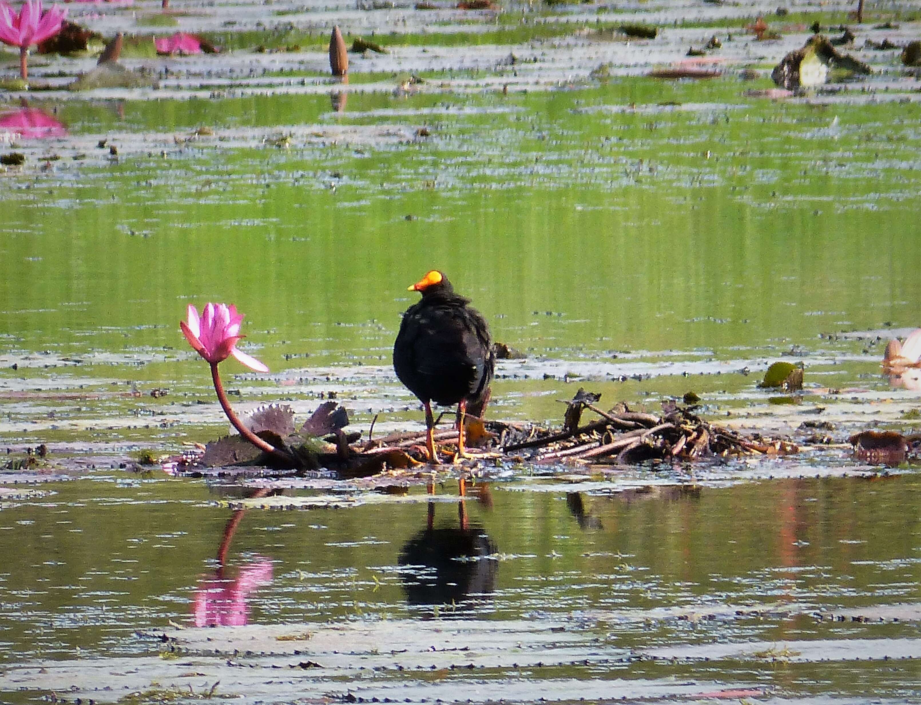 Image of Dusky Moorhen