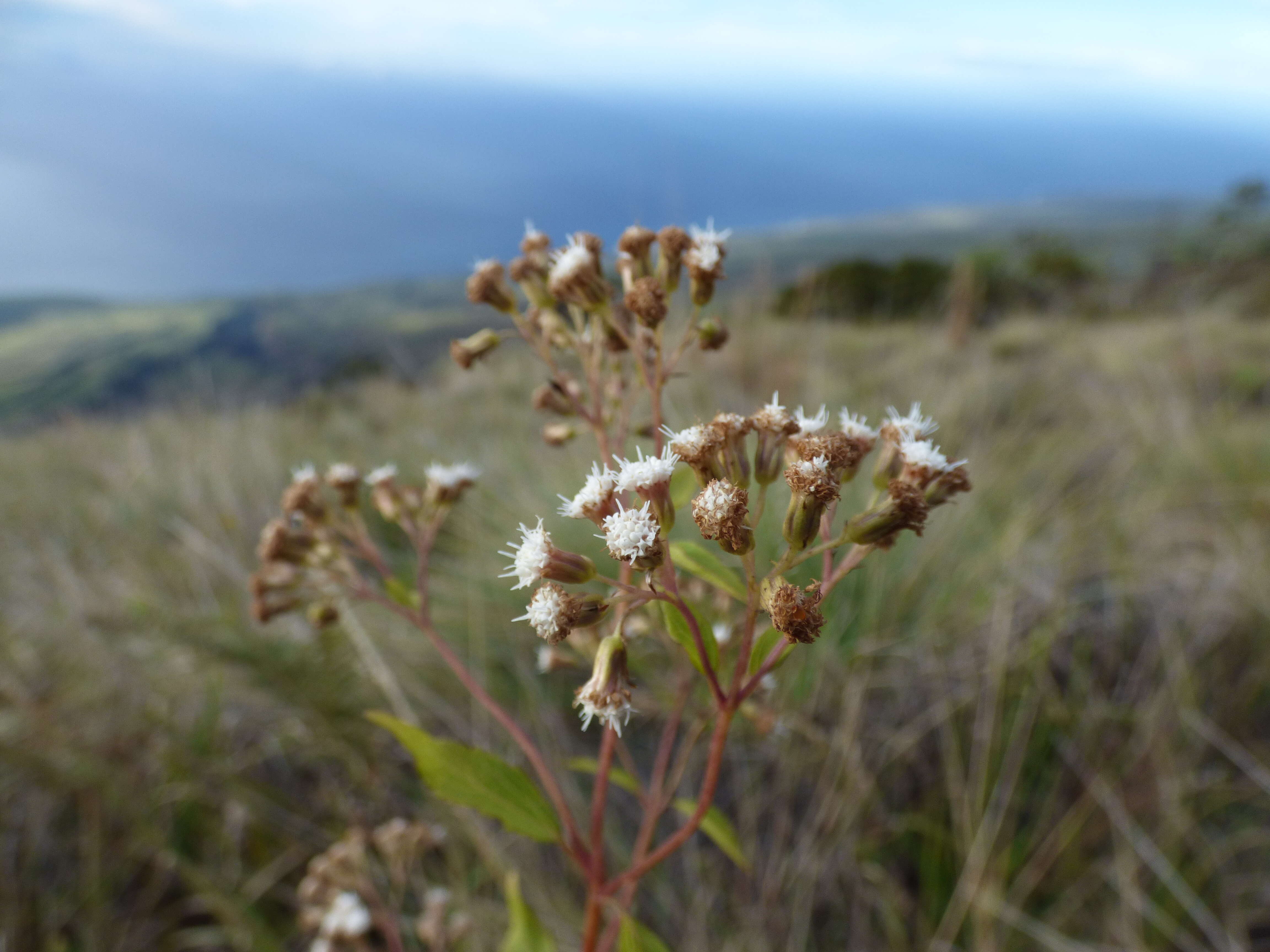 صورة Ageratina riparia (Regel) R. King & H. Rob.