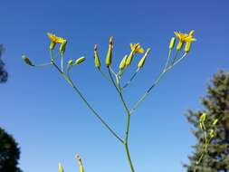 Image of smallflower hawksbeard