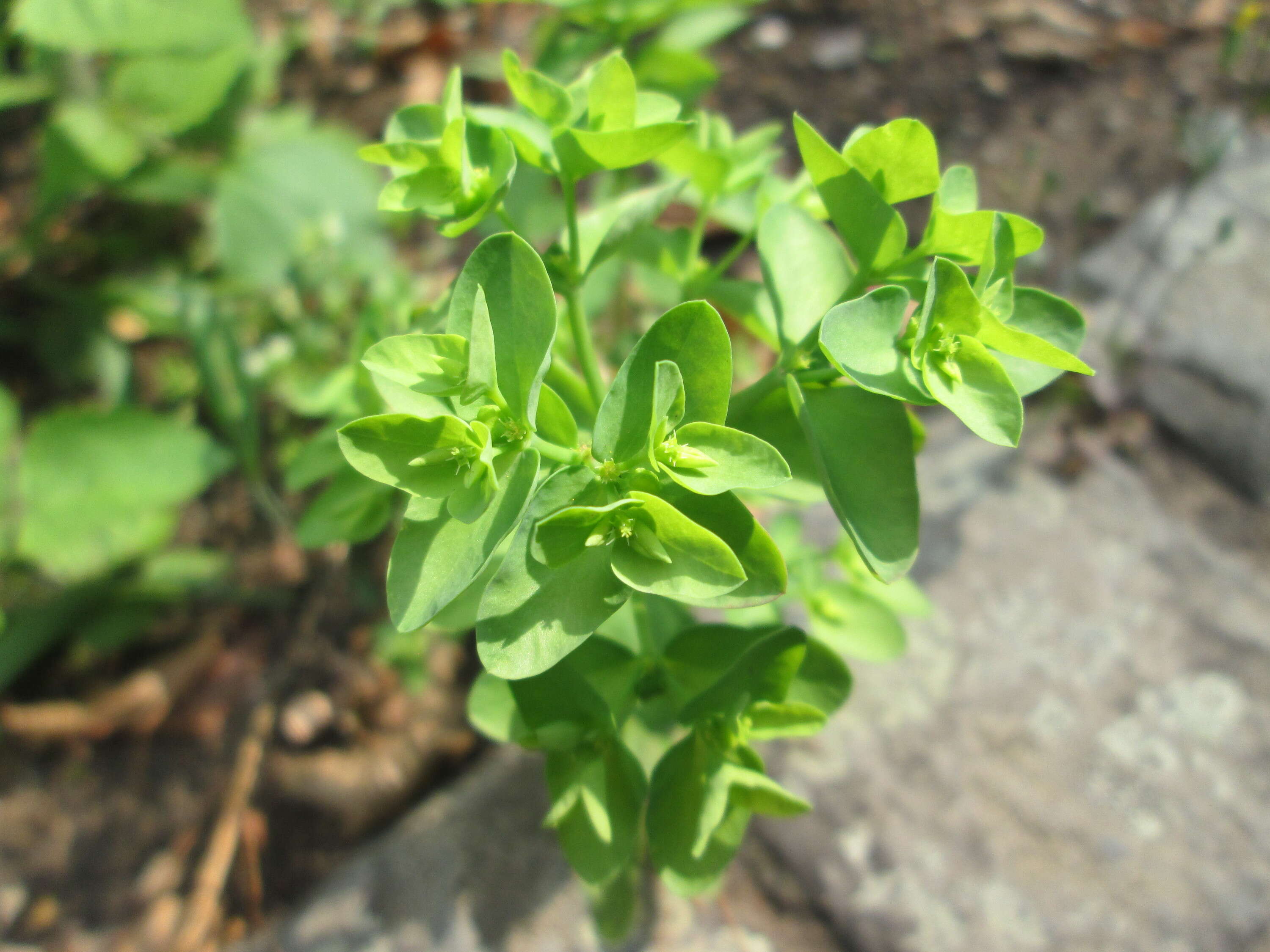 Image of cancer weed