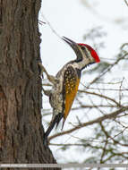 Image of Black-rumped Flameback