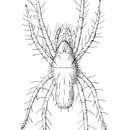 Image de Rhagidiidae