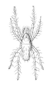 Image of Rhagidiidae