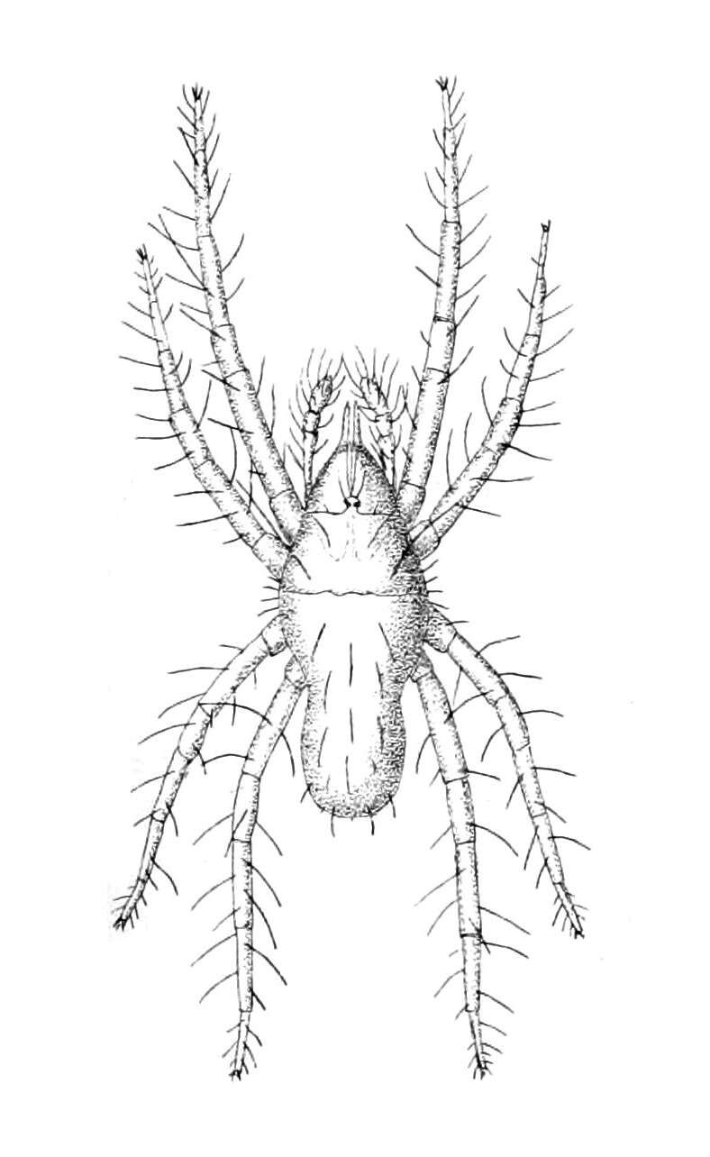 Sivun Rhagidiidae kuva