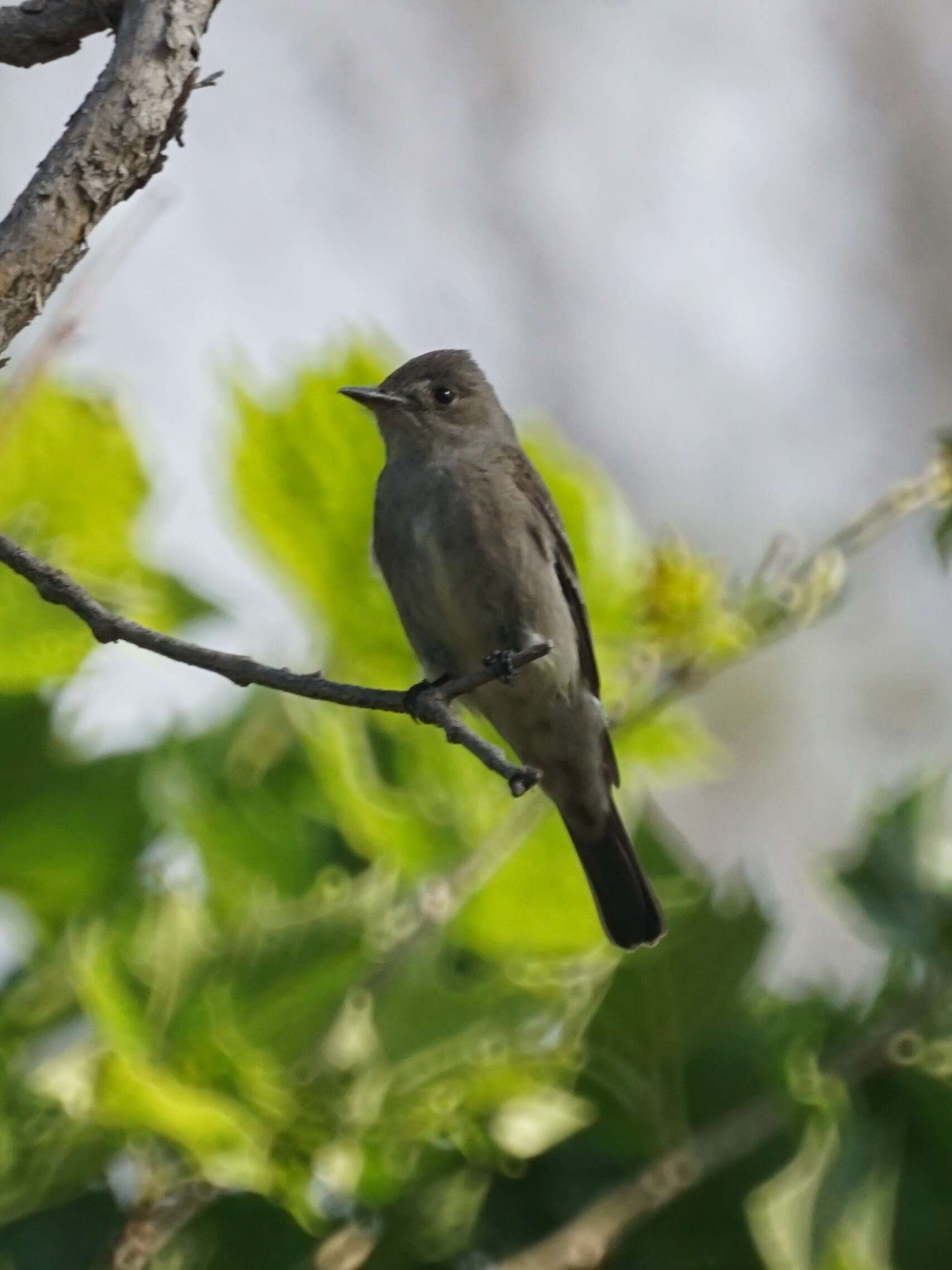 Image of Western Wood Pewee