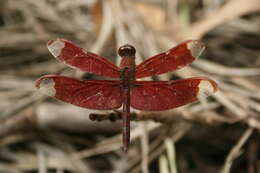 Image of Black Stream Glider