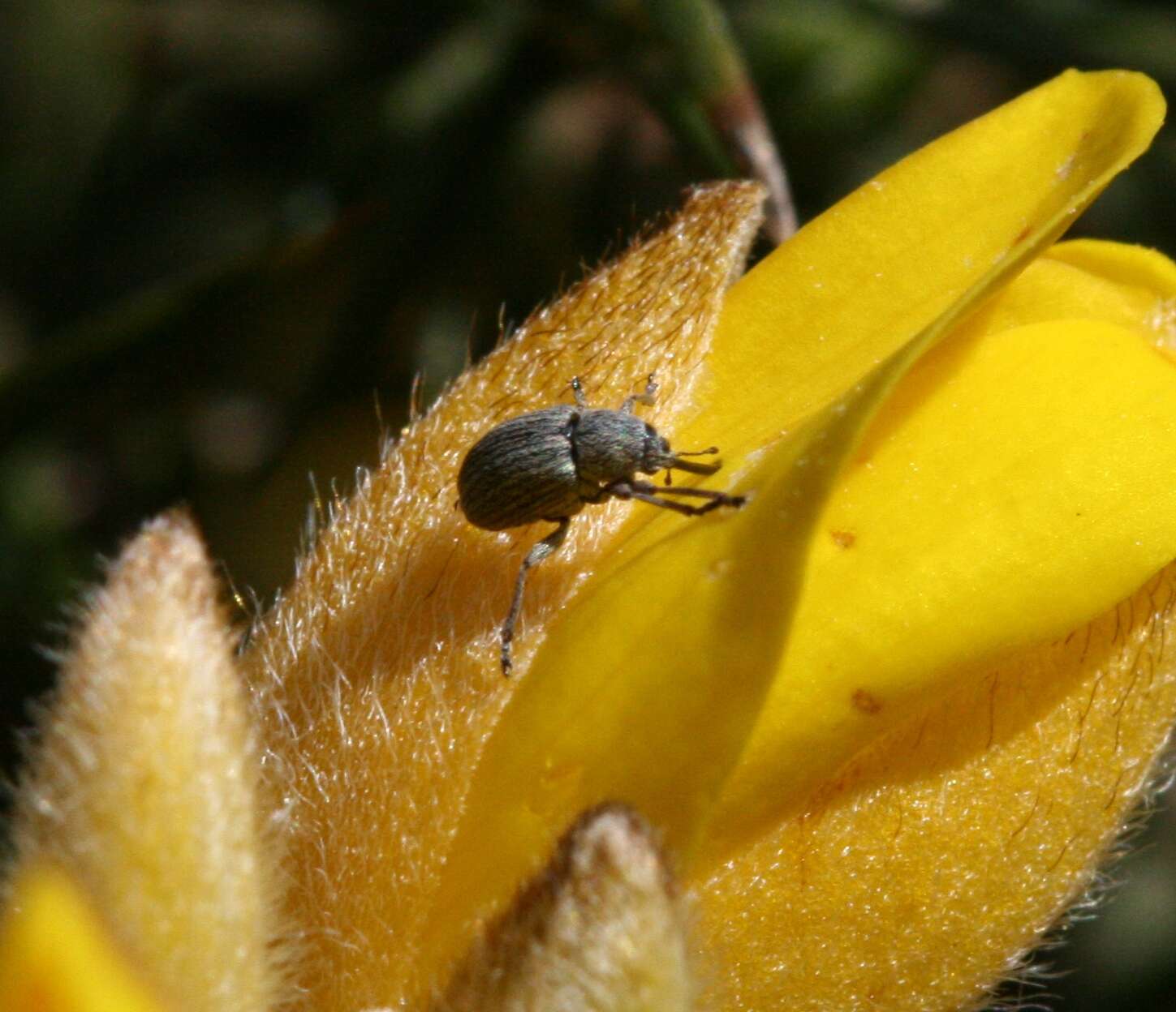 Image of Exapion ulicis