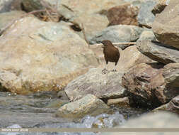 Image of Brown Dipper