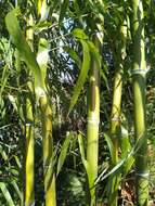 Image of running giant bamboo