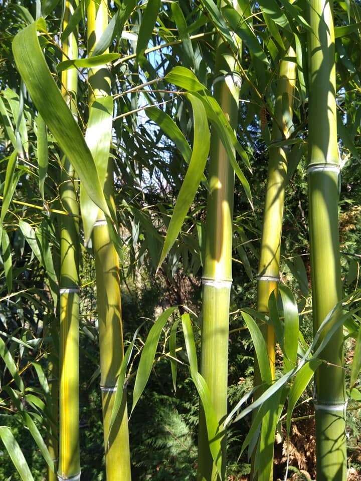 Image of running giant bamboo