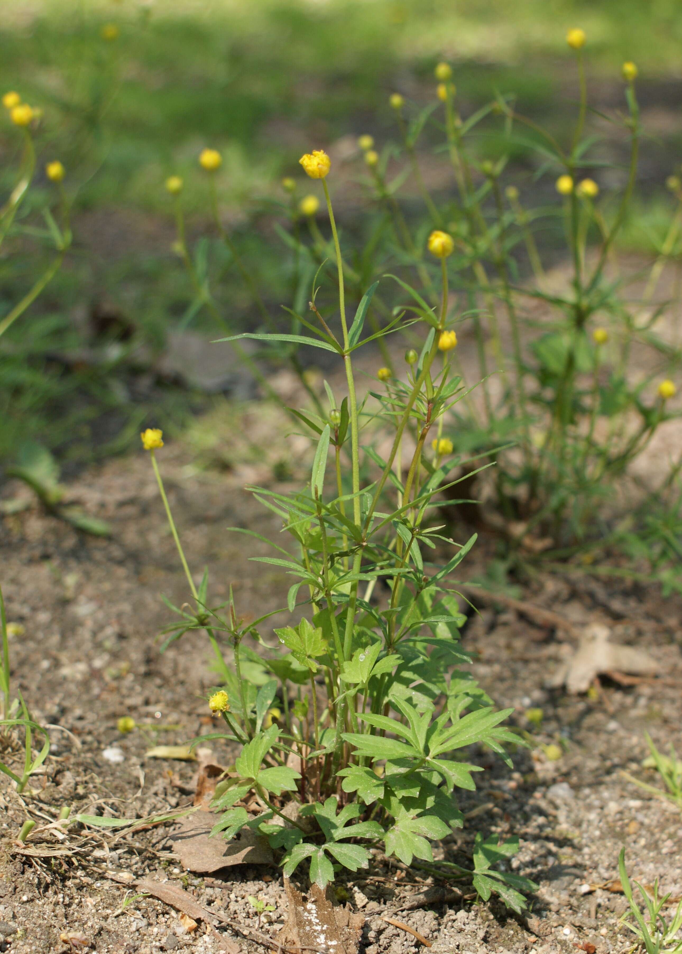 Image of Goldilocks Buttercup