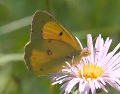 Image of Orange Sulphur