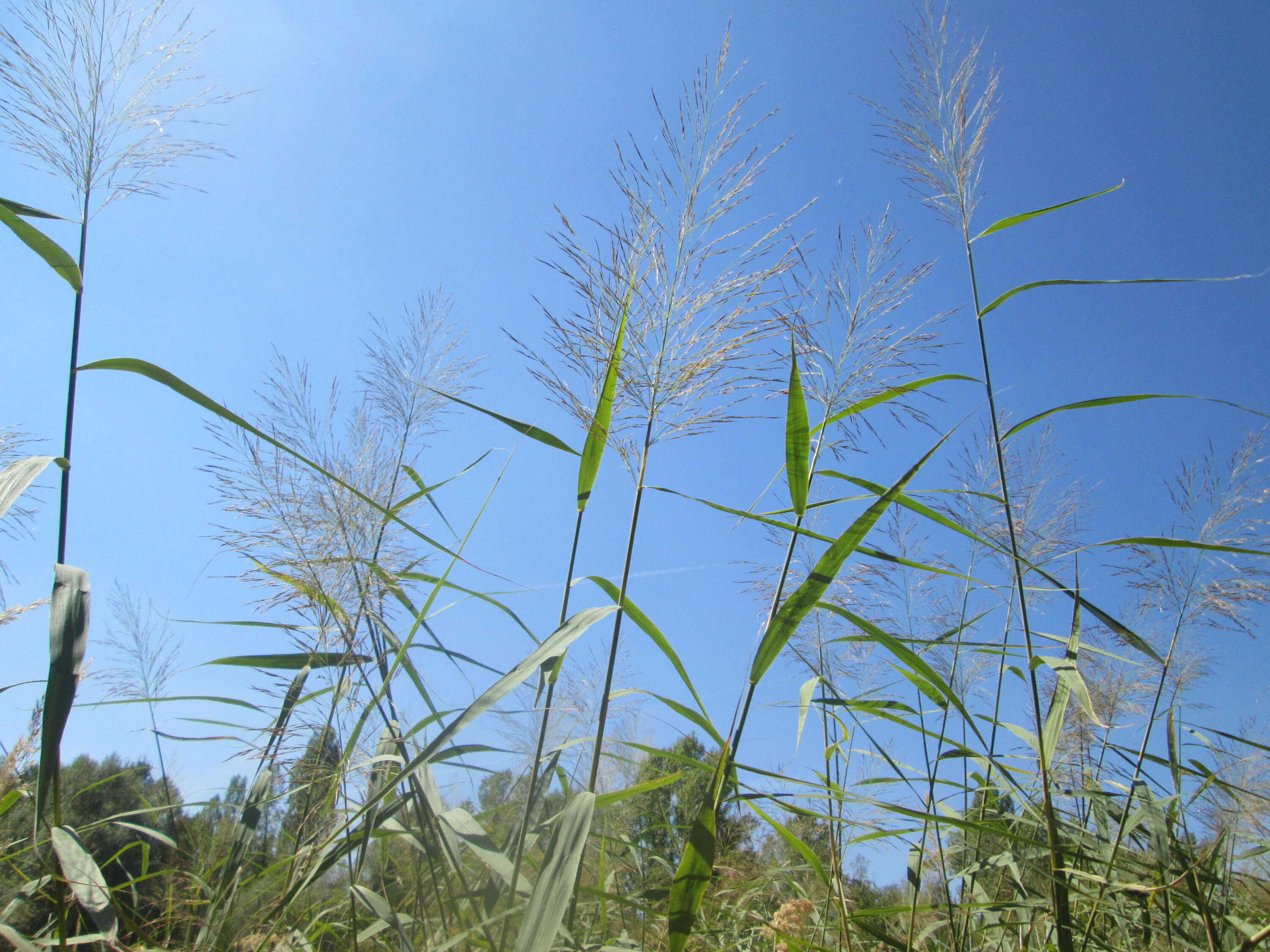 Image of common reed