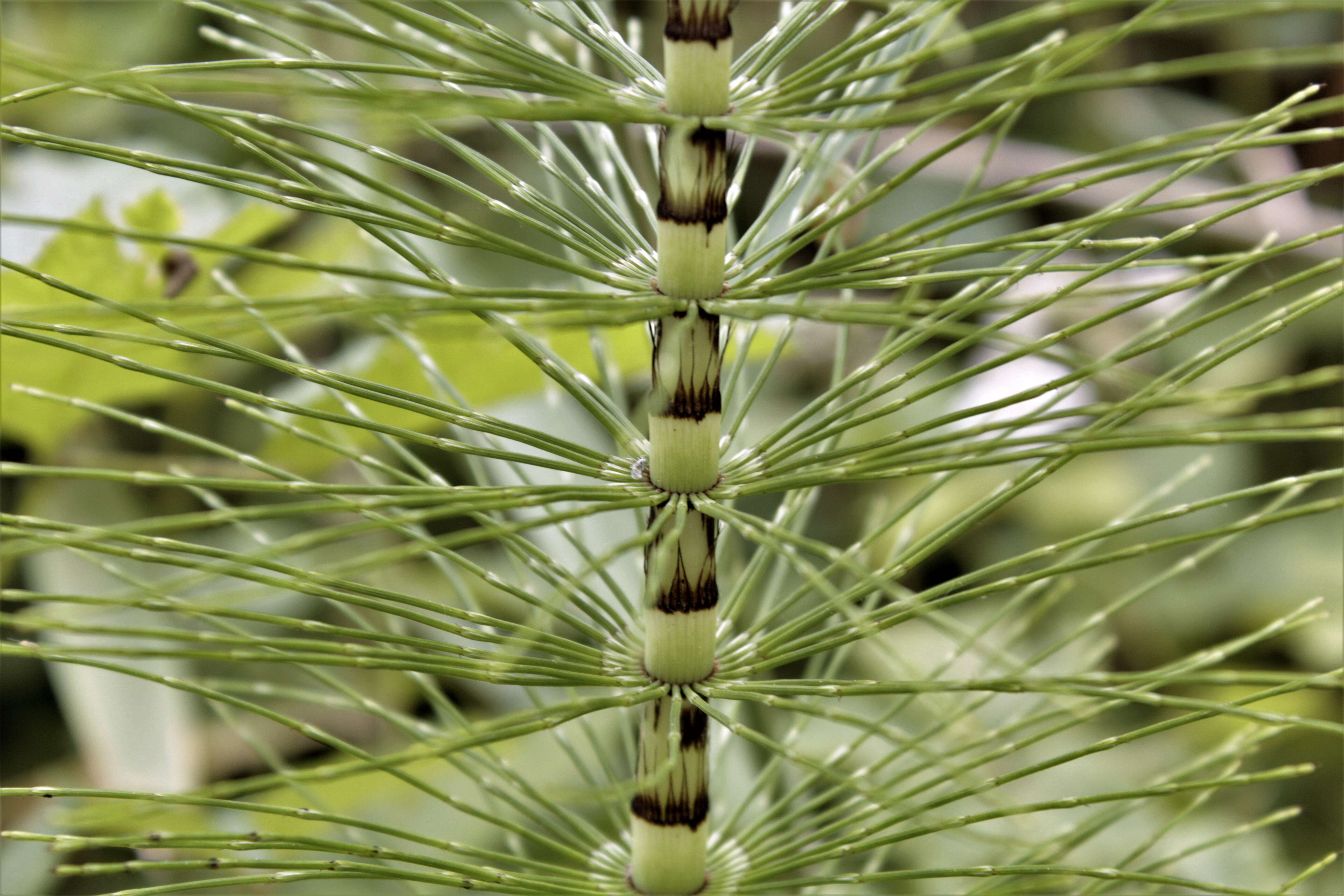 Image of Great Horsetail