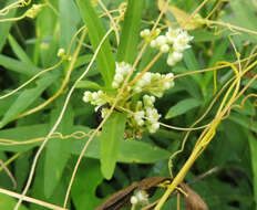 Image of fiveangled dodder