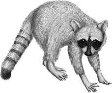 Image of Crab-eating Raccoon