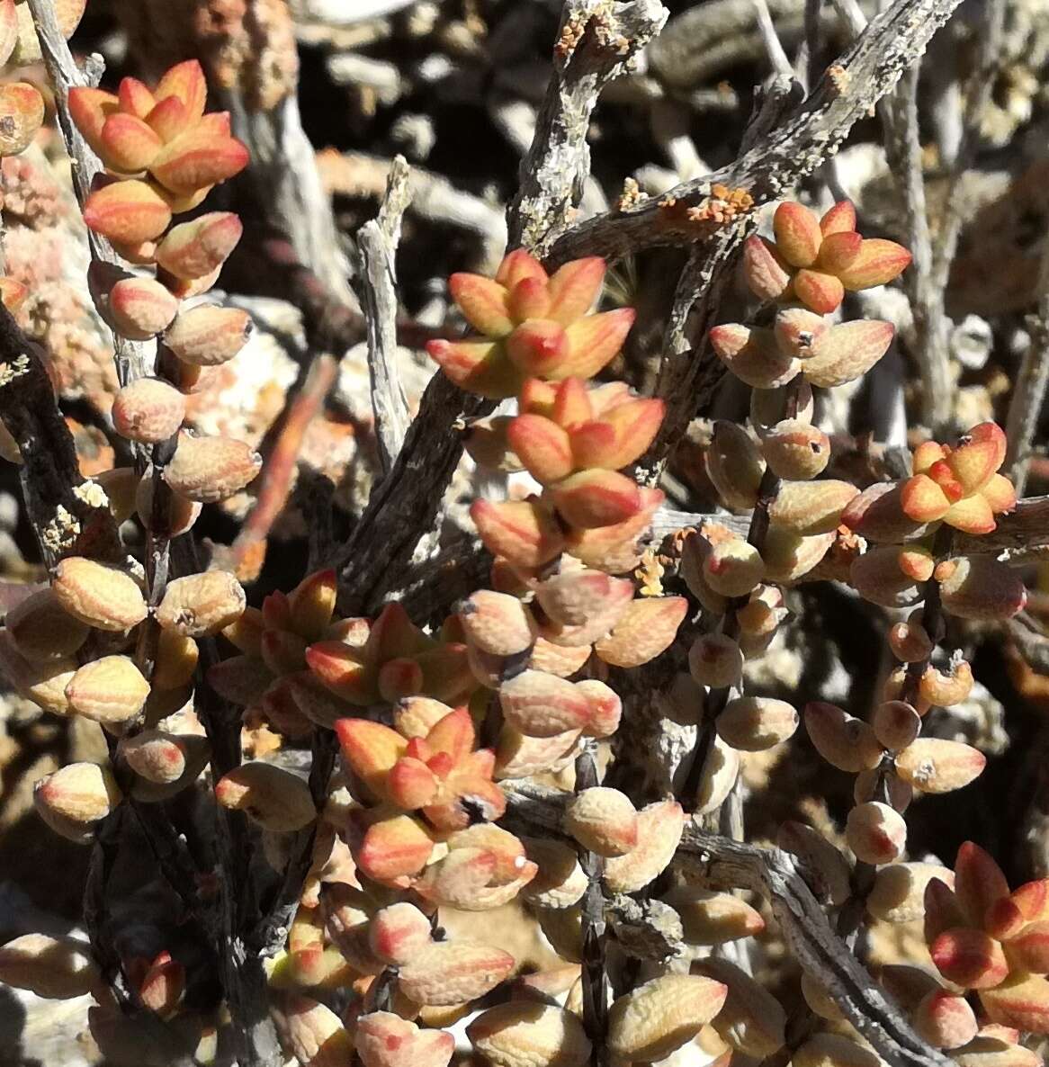 Image of Crassula brevifolia Harv.