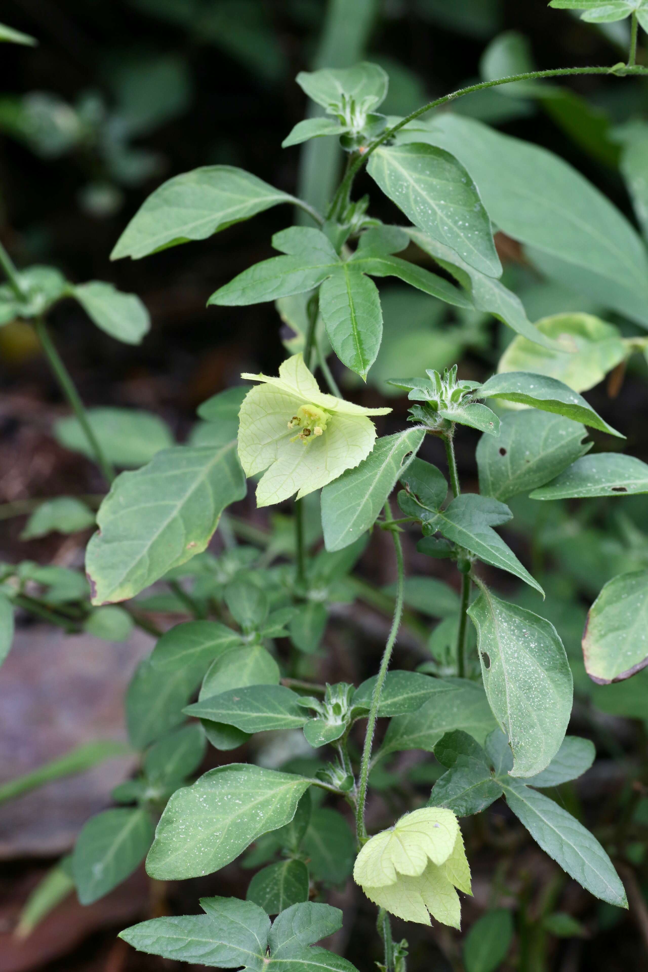 Plancia ëd Dalechampia capensis A. Spreng.