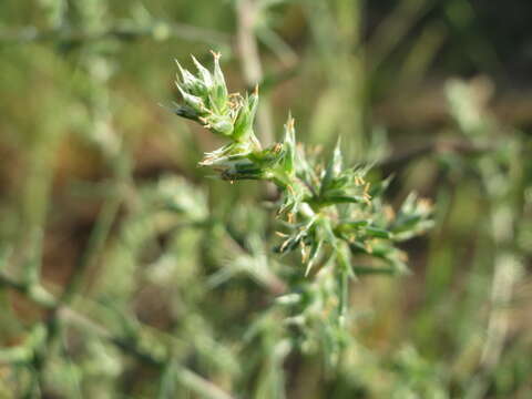 Image of Kali tragus (L.) Scop.