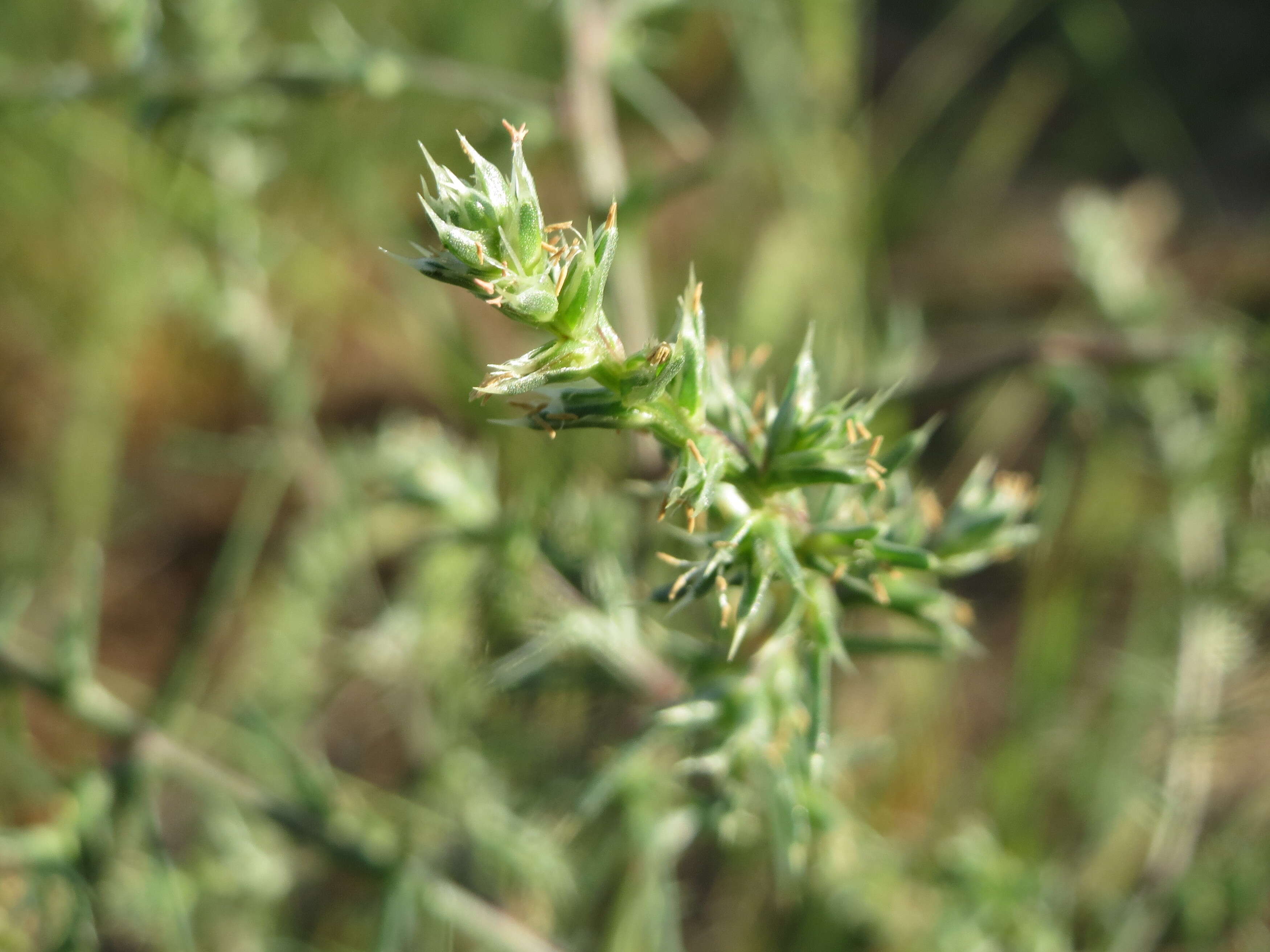 Image of Prickly Russian-Thistle