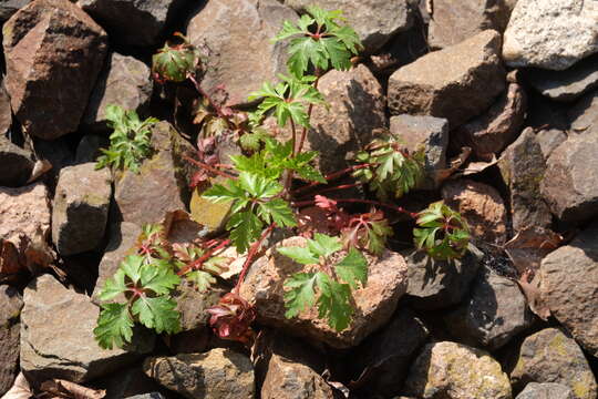 Image of Geranium purpureum Vill.