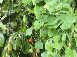 Image of ivy gourd