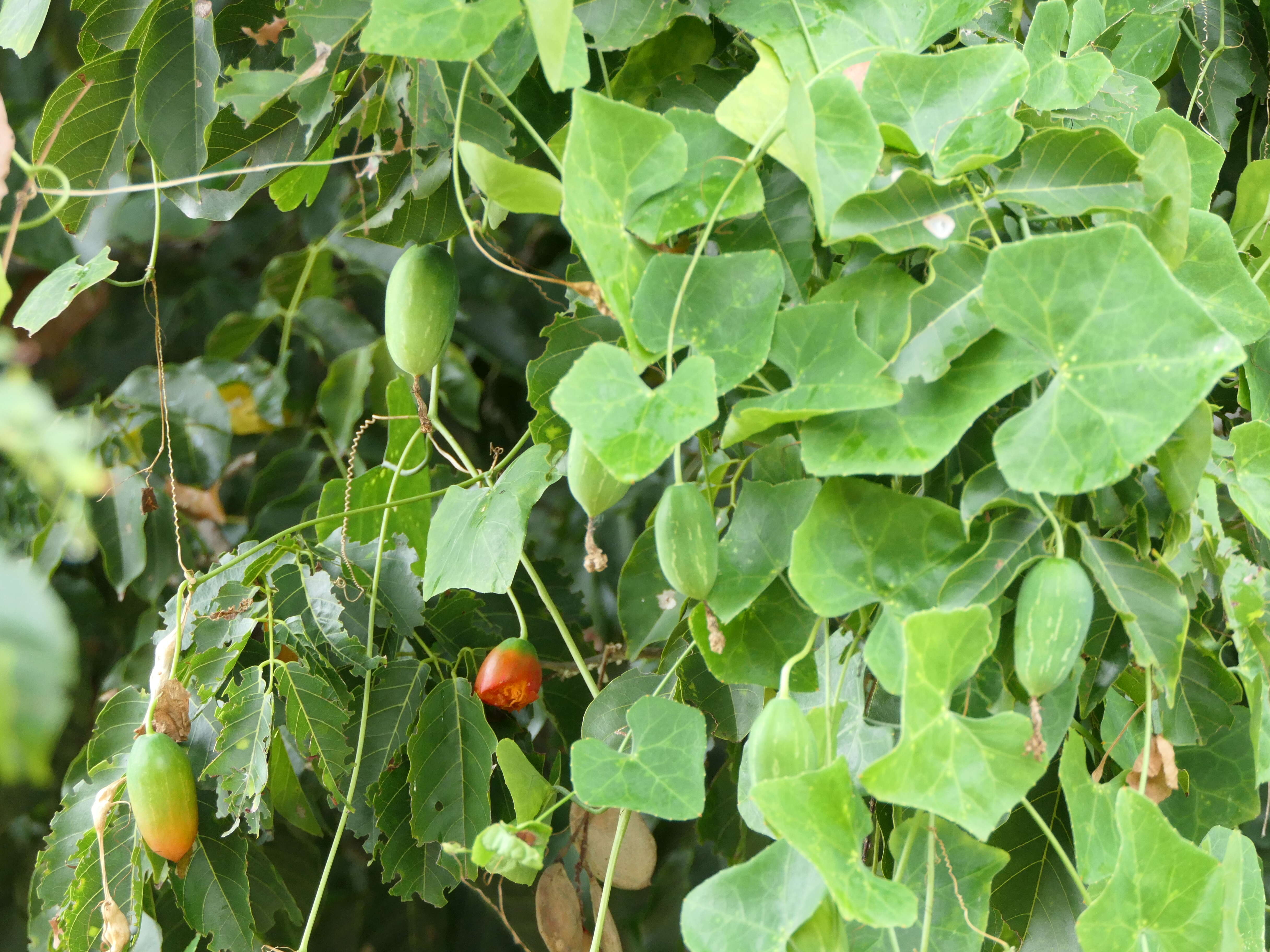 Image of ivy gourd