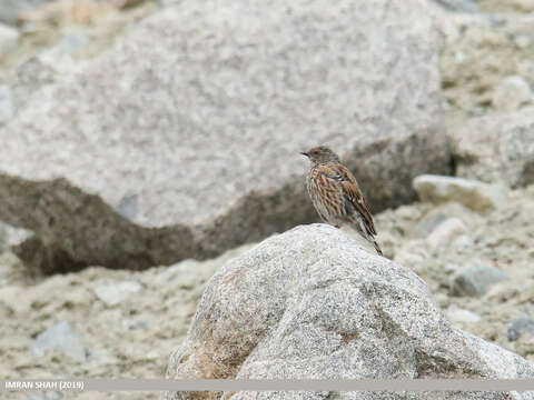 Image of Altai Accentor