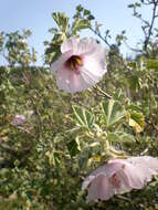 Image of Malva subovata (DC.) Molero & J. M. Monts.