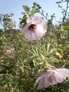 Image de Malva subovata (DC.) Molero & J. M. Monts.